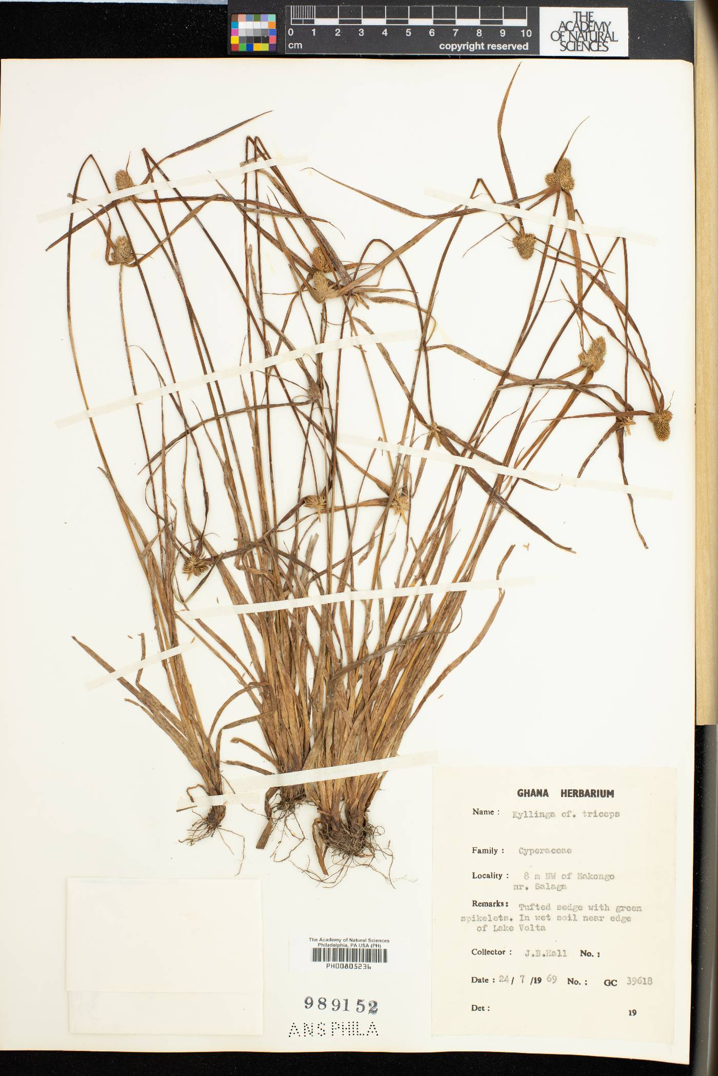 Cyperus dubius var. dubius image
