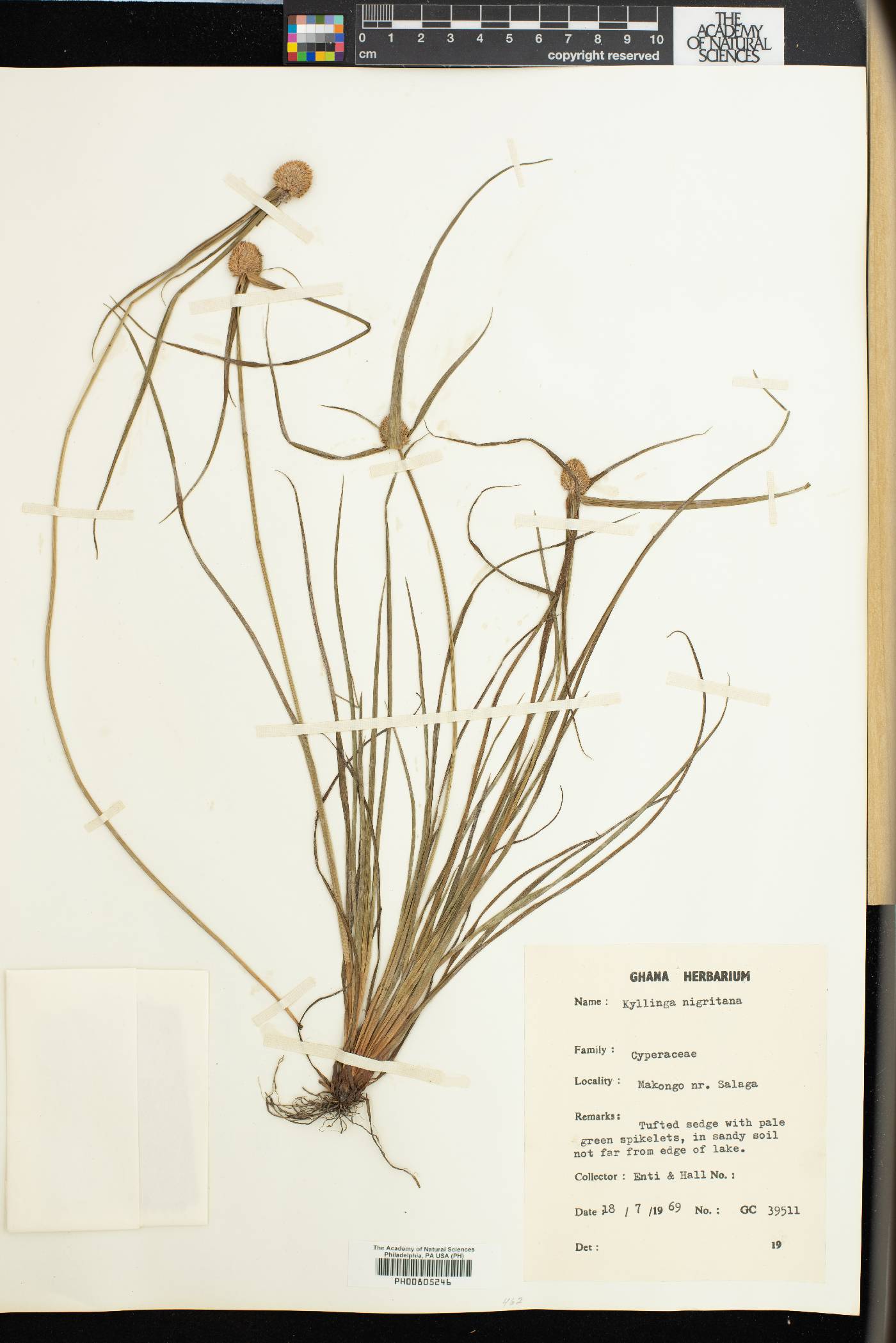 Cyperus alatus image