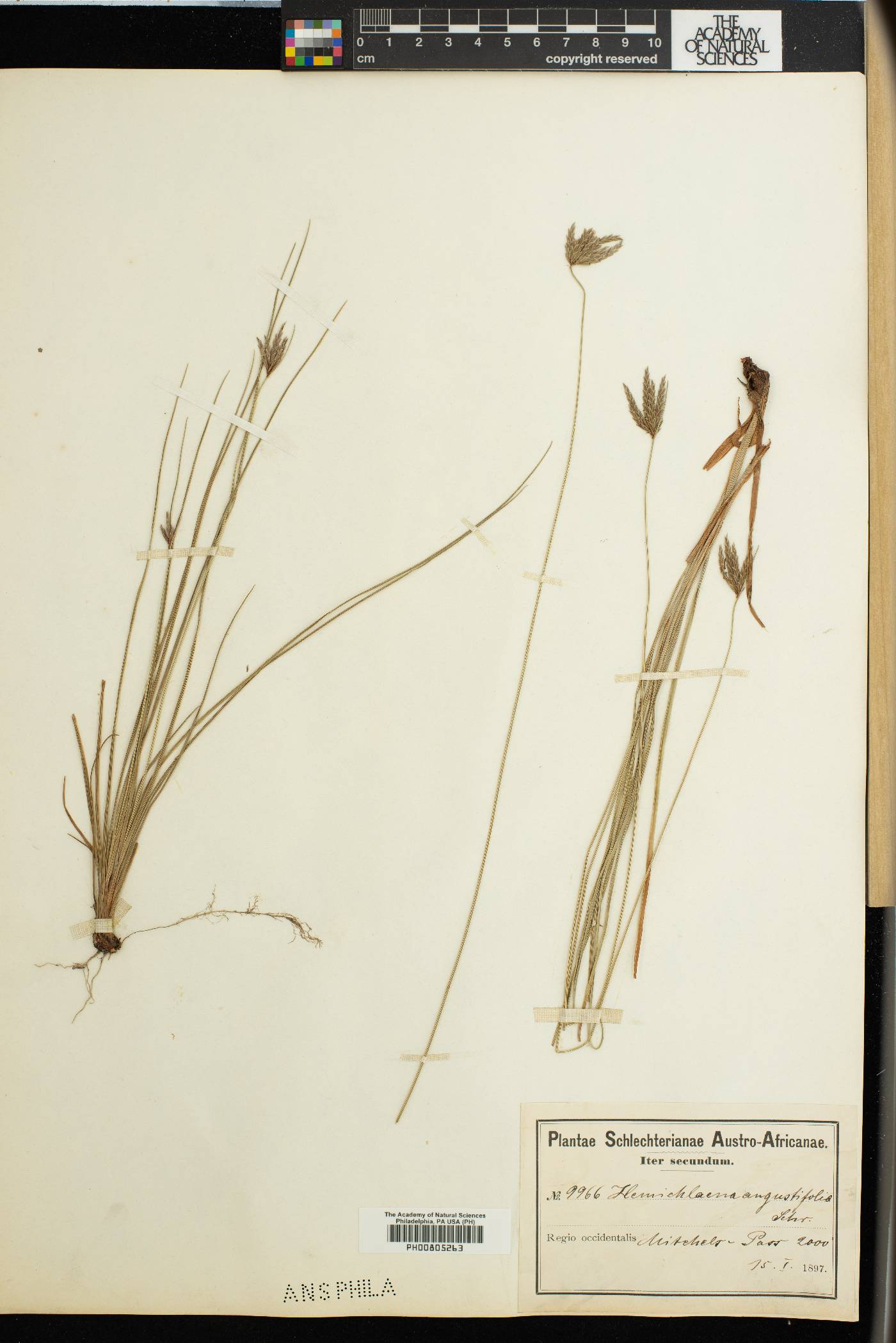 Ficinia angustifolia image