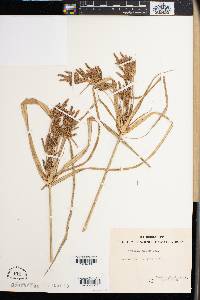 Cyperus dives image