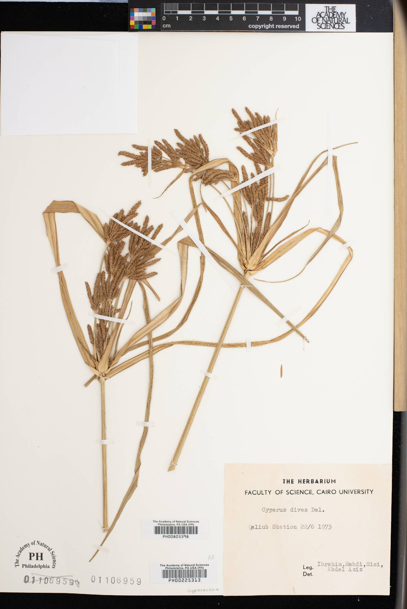 Cyperus dives image