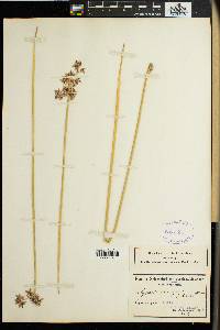 Cyperus denudatus image