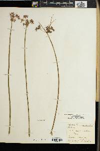 Cyperus denudatus image