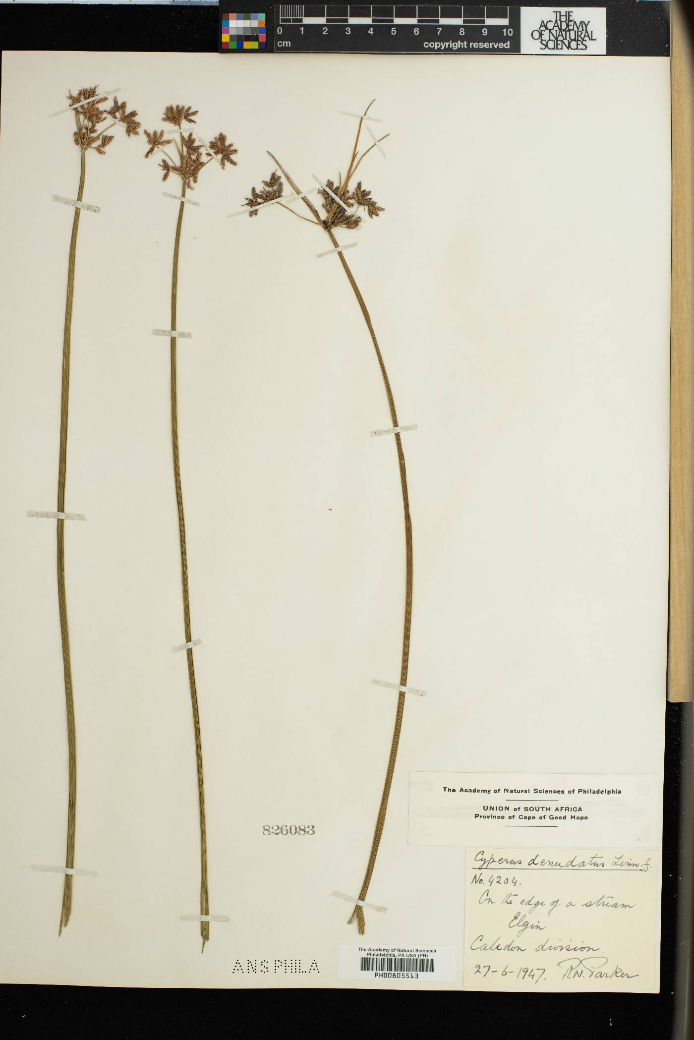 Cyperus denudatus image