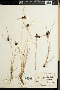 Cyperus elegantulus image