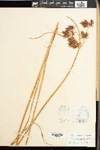 Cyperus fastigiatus image