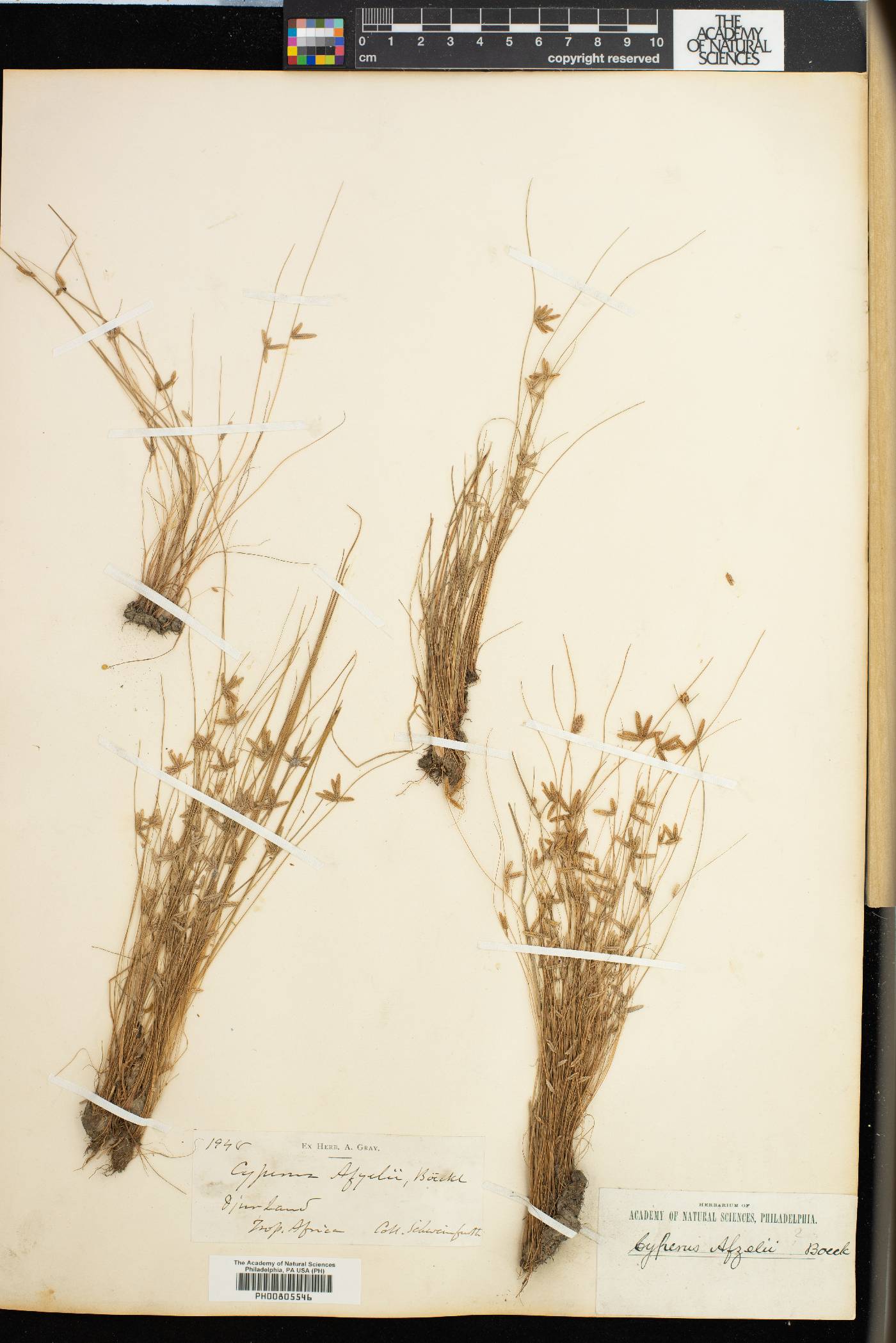 Cyperus capillifolius image