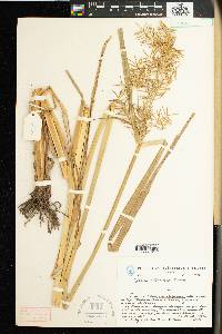 Cyperus aterrimus image