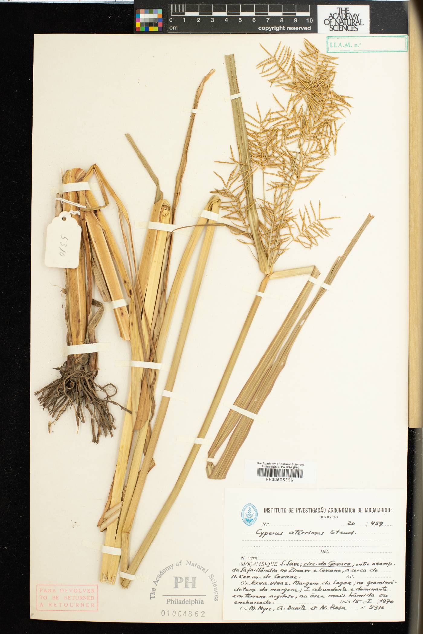 Cyperus aterrimus image