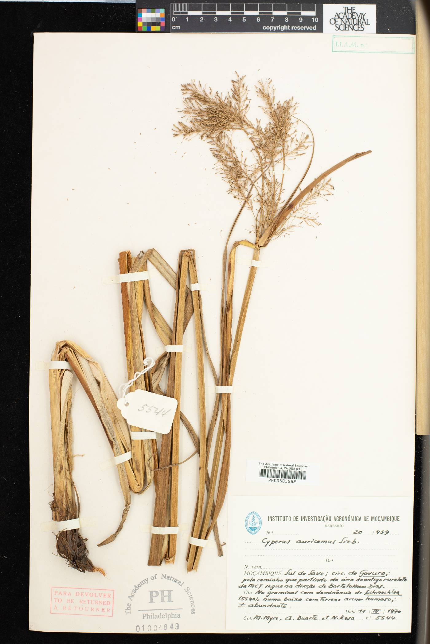 Cyperus digitatus subsp. auricomus image