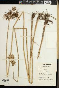 Cyperus articulatus image