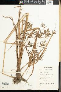 Image of Cyperus baoulensis