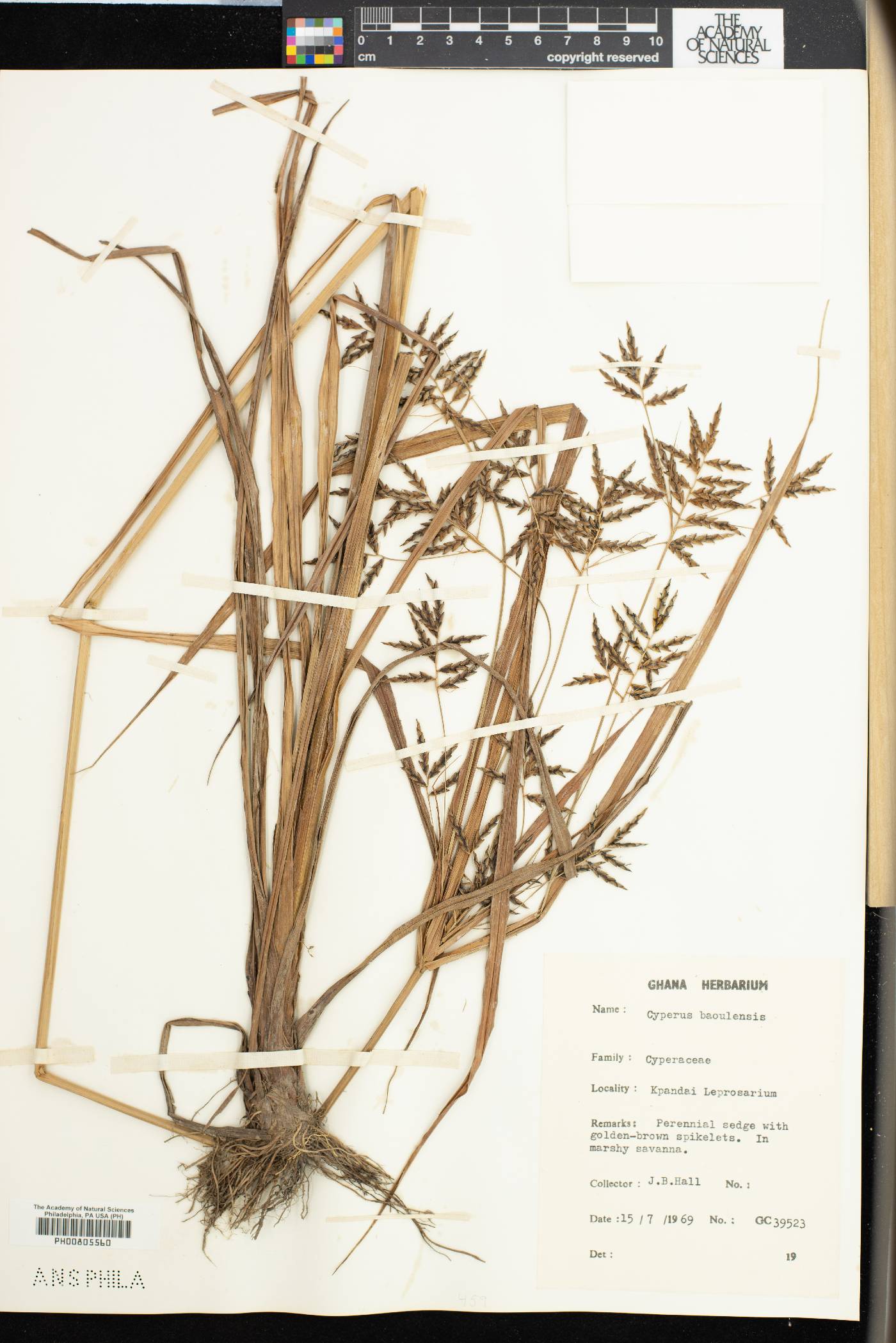 Cyperus baoulensis image