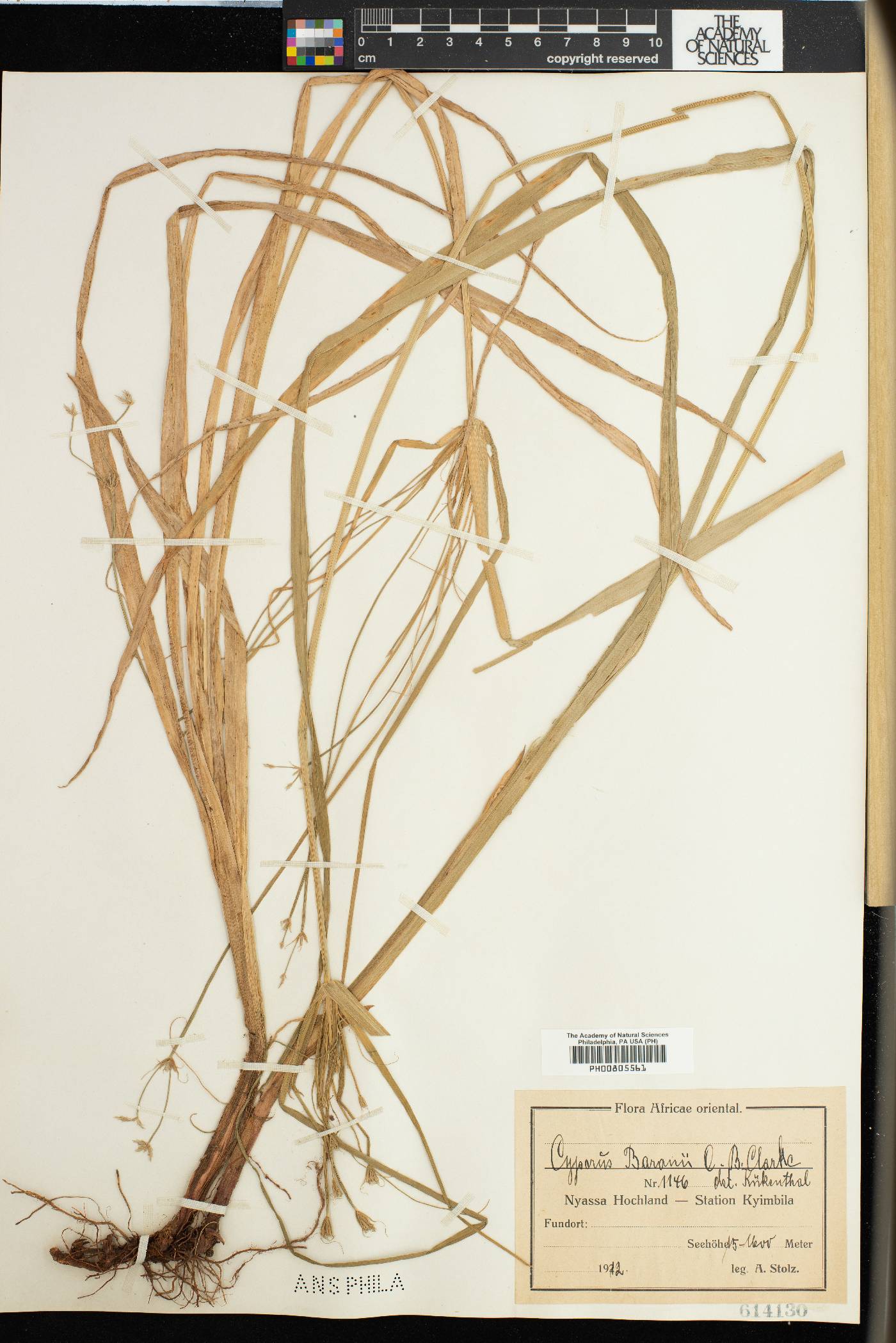 Cyperus baronii image