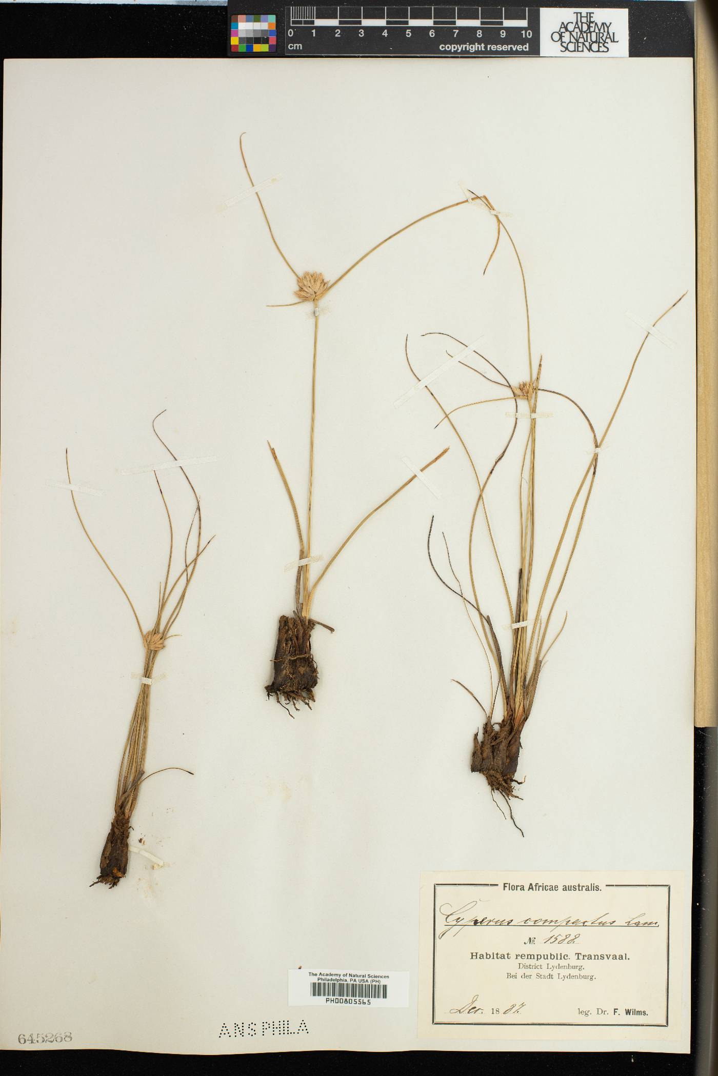 Cyperus compactus image