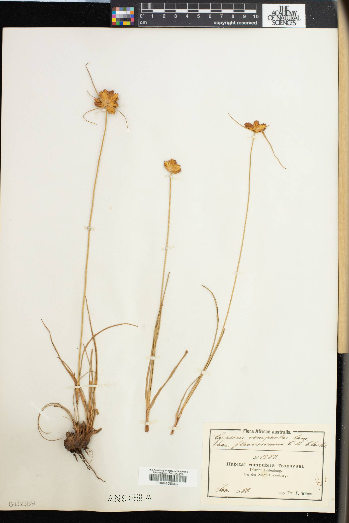 Cyperus sphaerocephalus image