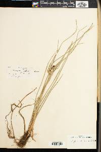 Cyperus elegans image