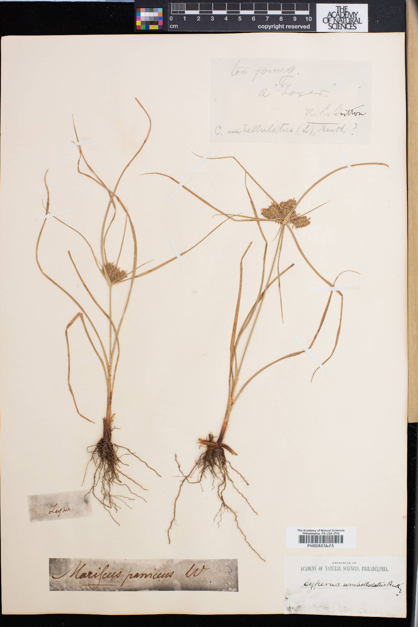 Cyperus umbellatus image