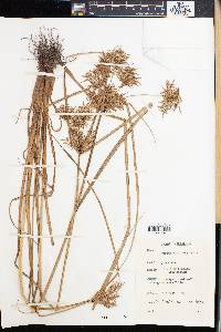 Cyperus macrostachyos image