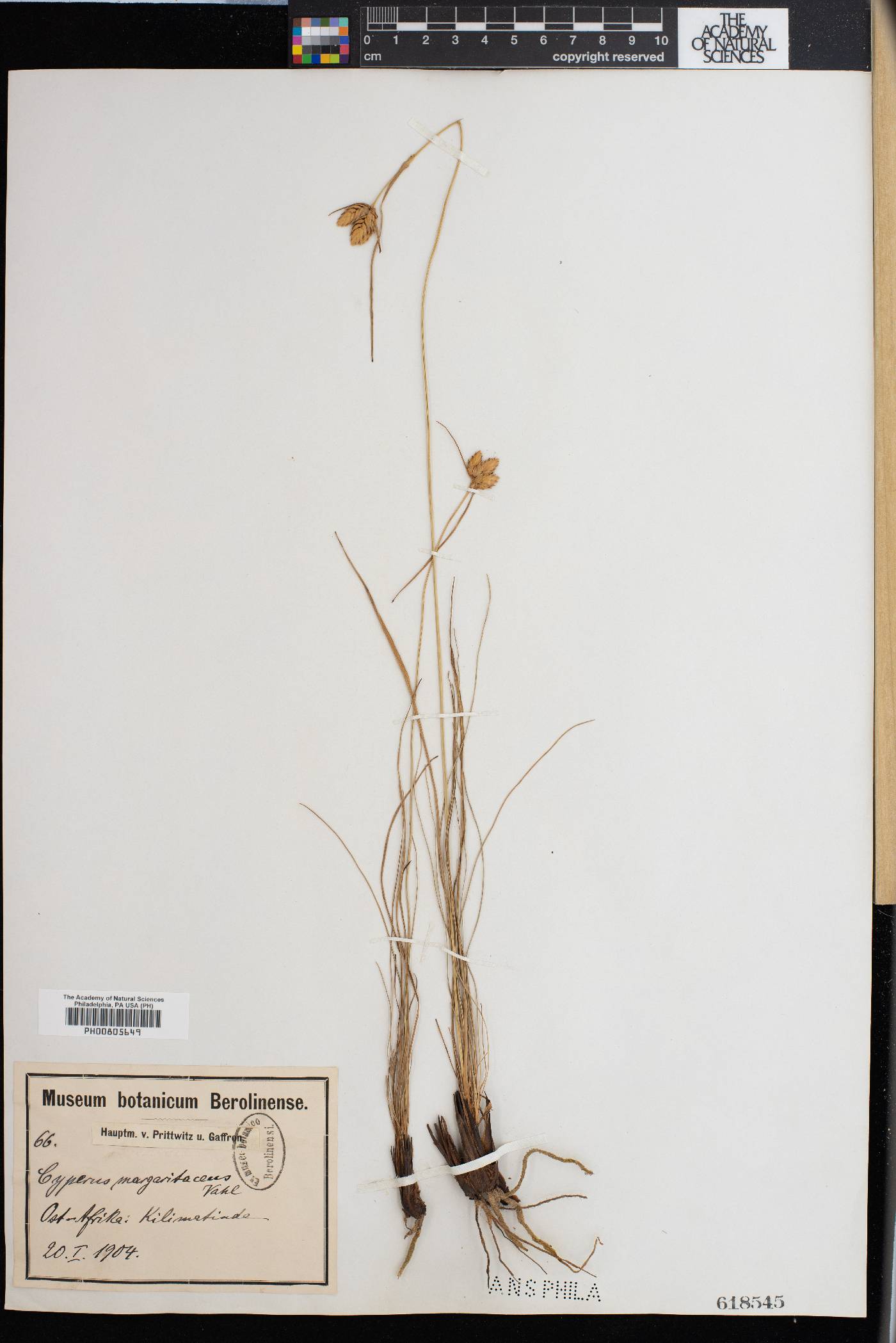 Cyperus margaritaceus image