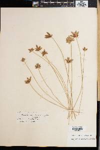 Cyperus pectinatus image