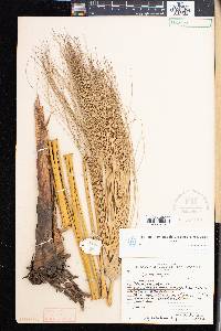 Cyperus papyrus image