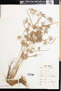 Cyperus sphacelatus image