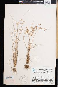 Cyperus tenax image