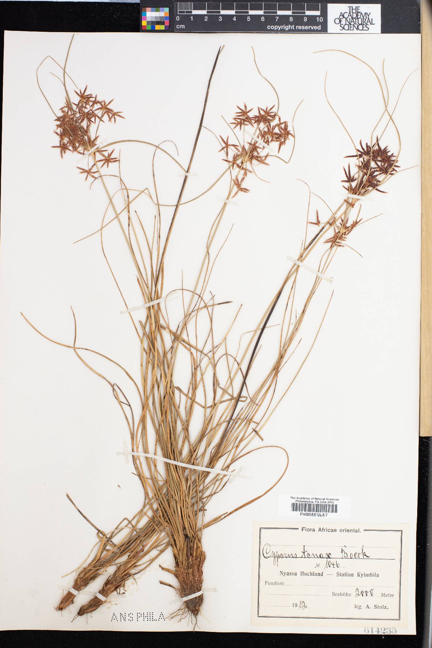 Cyperus tenax image