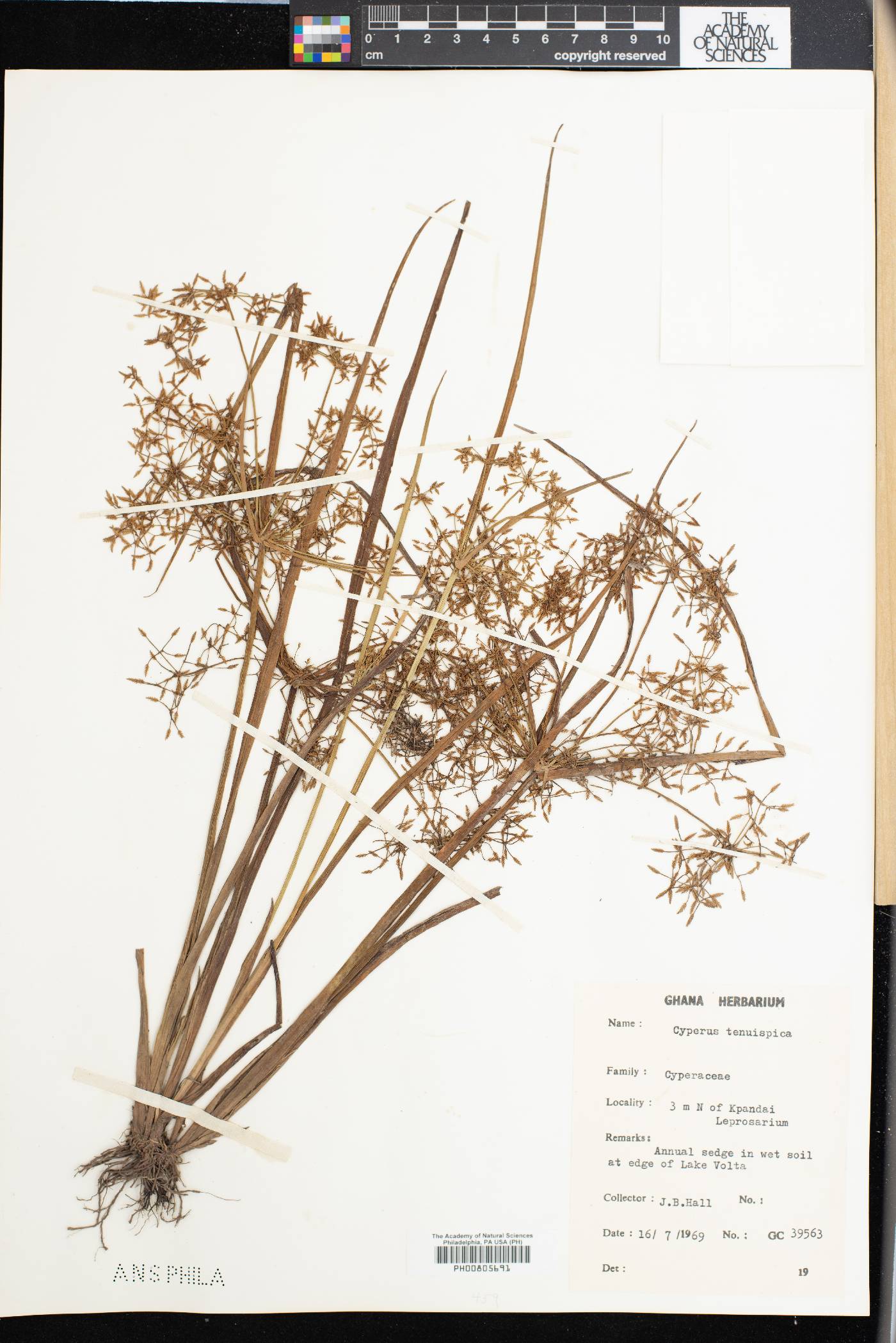 Cyperus tenuispica image
