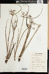 Cyperus tenuispica image