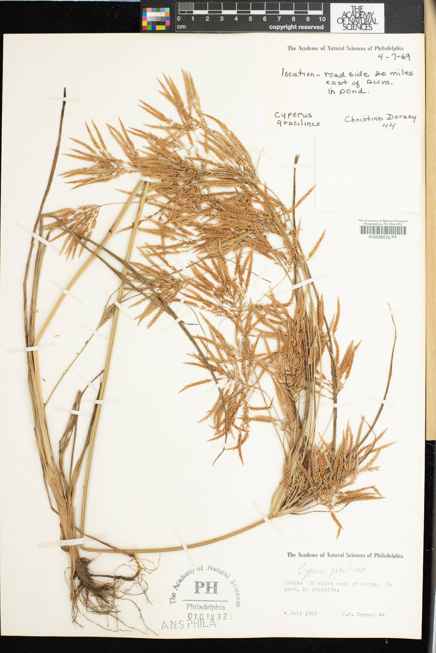 Cyperus dilatatus image