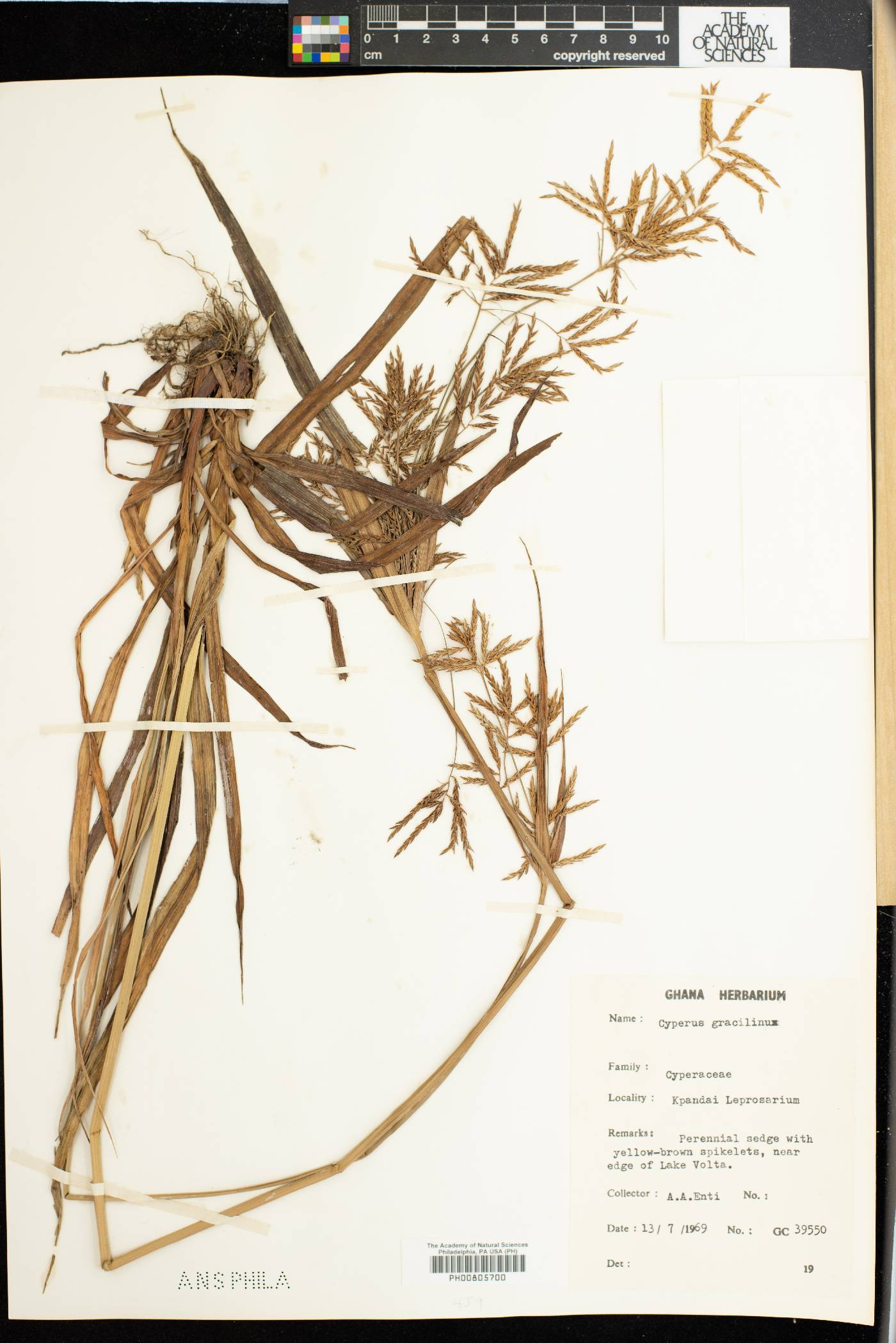 Cyperus dilatatus image