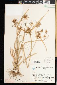 Cyperus longus image