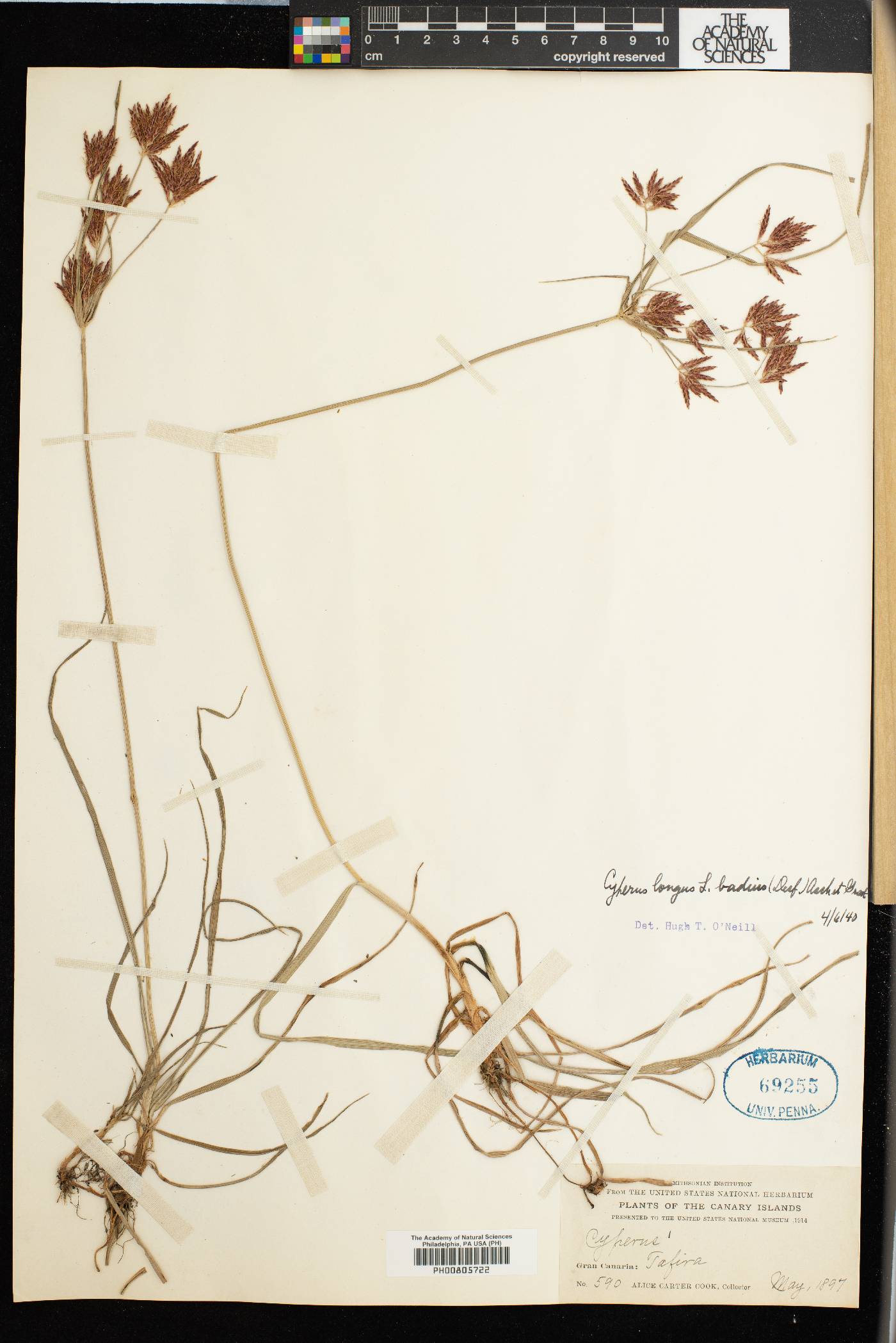 Cyperus longus subsp. badius image