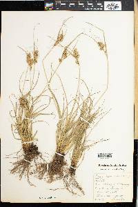 Carex capensis image