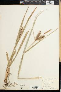 Carex clavata image