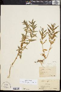 Gratiola officinalis image