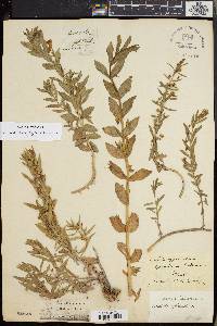 Gratiola officinalis image