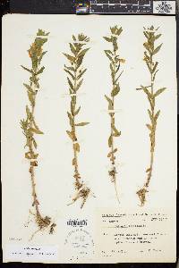 Gratiola officinalis image