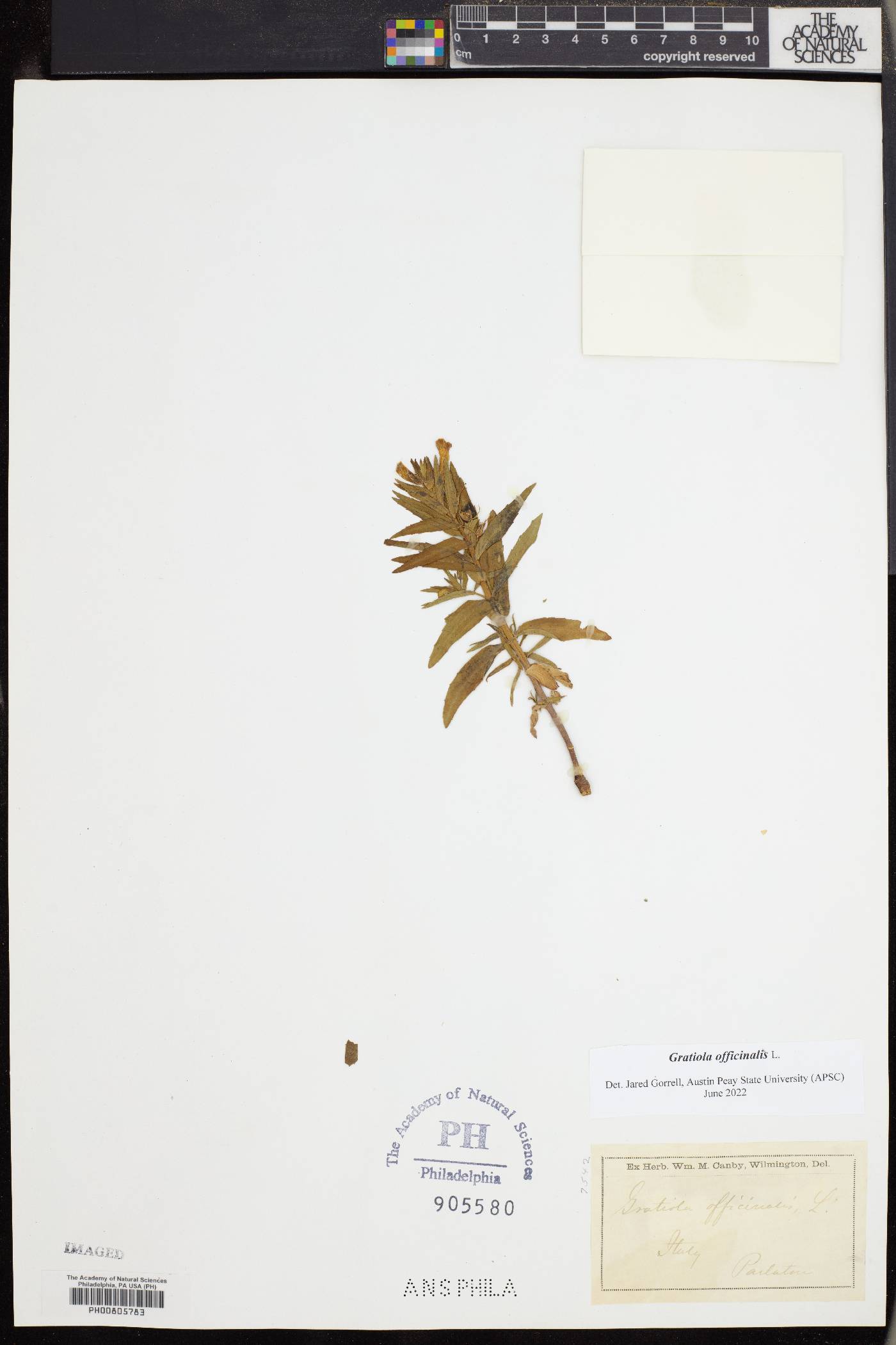 Gratiola officinalis image