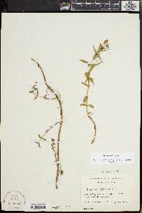 Gratiola officinalis image