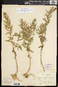 Gratiola officinalis image