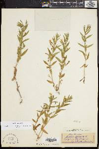 Gratiola officinalis image