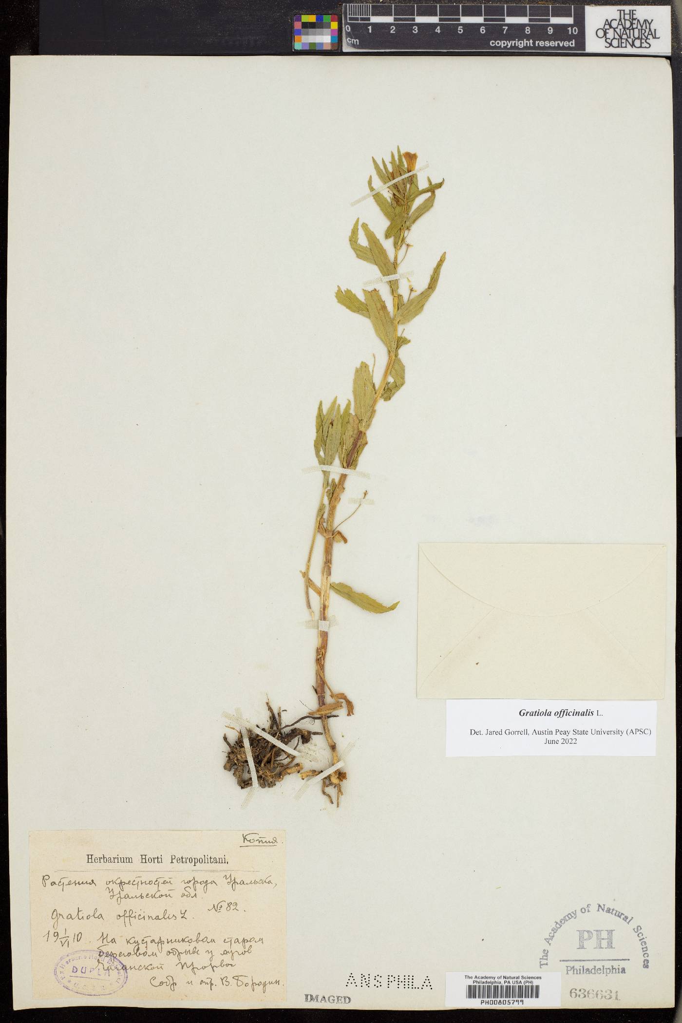 Gratiola officinalis image