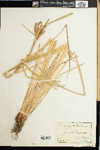 Image of Carex cognata