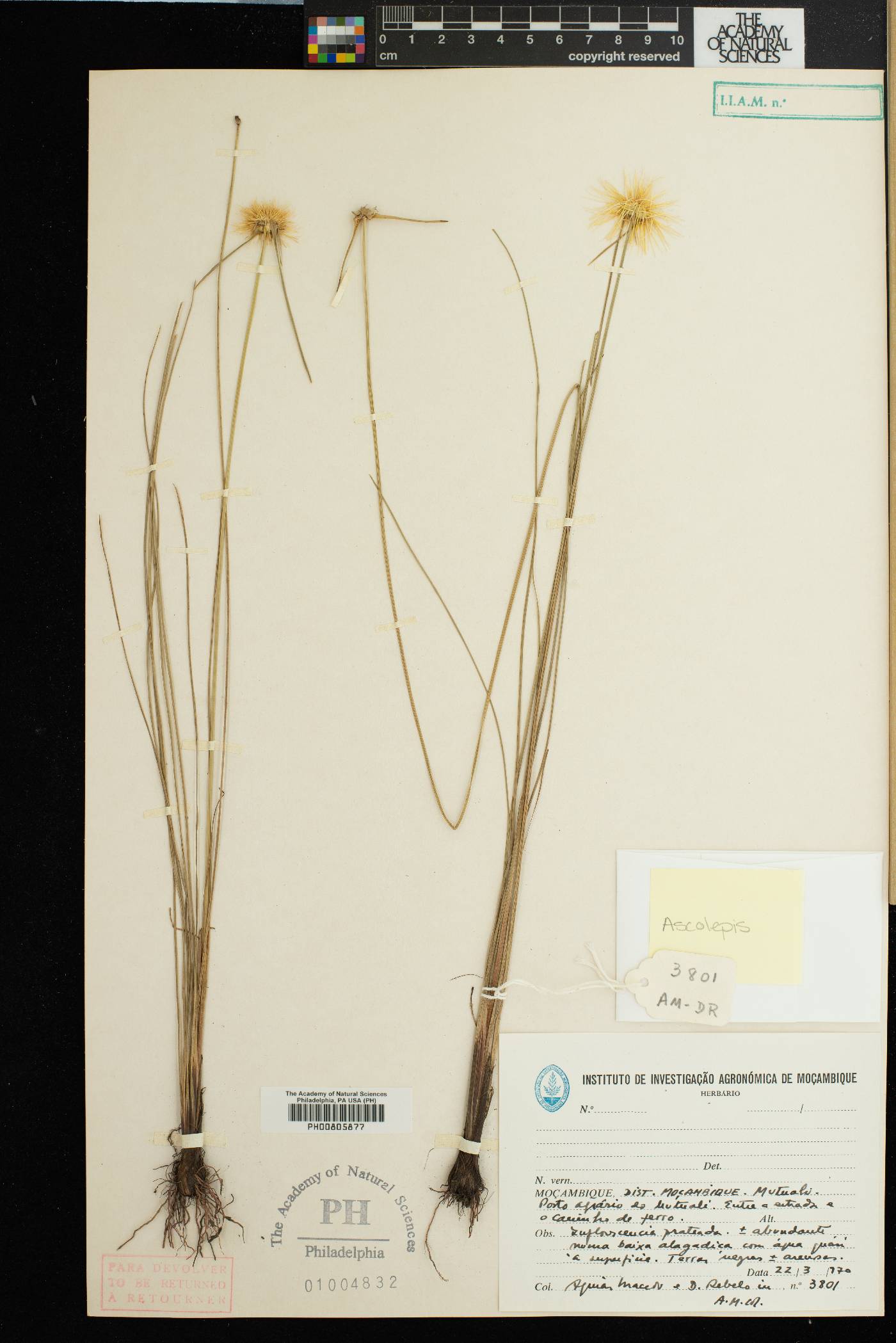 Ascolepis image