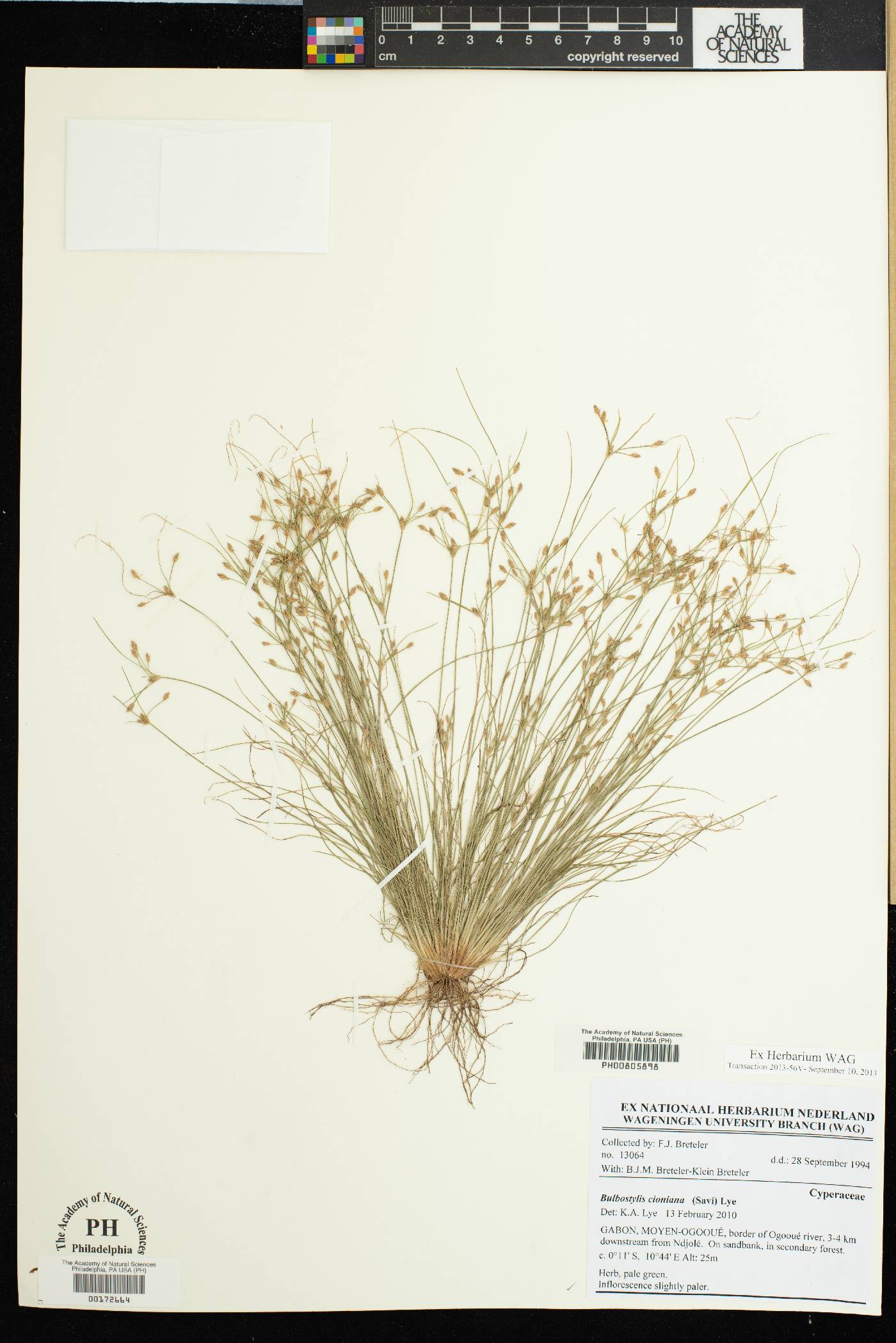Bulbostylis cioniana image