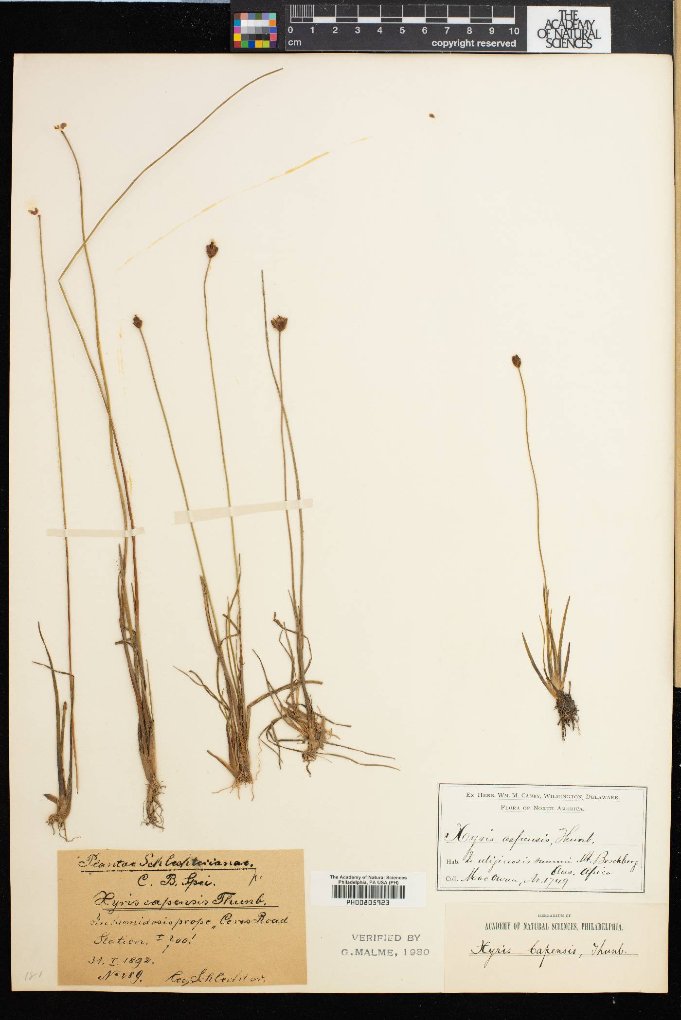 Xyris capensis image