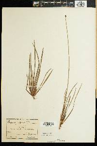 Xyris capensis image